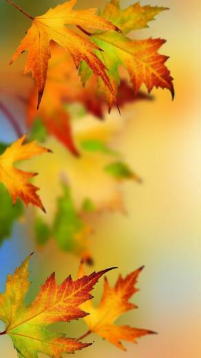 Autumn Leaf Wallpaper