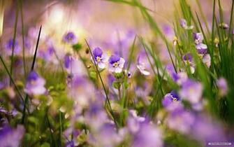 Wallpaper Spring Wildflowers Index