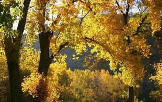 Trees Of Gold Wallpaper
