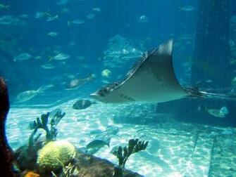 Atlantis Paradise Island Bahamas Travel Guide Tourist