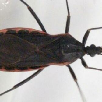 Kissing Bug Carrying Fatal Disease Ed In Illinois Cdc Says