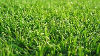 Wallpaper Grass Lawn Green 4k Ultra HD