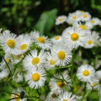 Wallpaper For iPad Wild Flowers Spring
