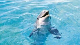 Water Animals Dolphins Wallpaper