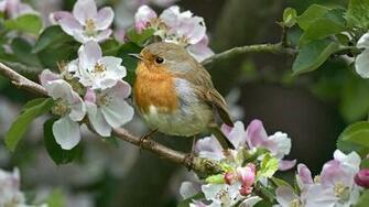 Birds Flower Desktops Bird Background Animals Desktop HD Wallpaper