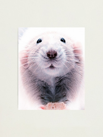 Cute Dumbo Rat Photographic Print By Raise A Storm