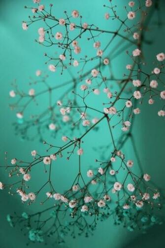 Pretty Little Flowers iPhone 4s Wallpaper