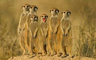 Funny Animal HD Wallpaper 1080p For Desktop