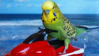 Best Budgie Wallpaper