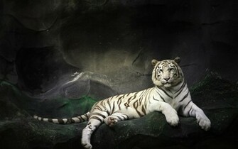 Wallpaper White Tiger Desktop HD Snake Dangerous Eastern
