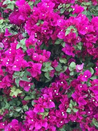 Blooming Bougainvillea iPhone Wallpaper In