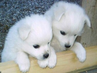 Cute Husky Puppies Wallpaper HD In Animals Imageci