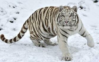 White Tiger In The Snow Animal Wallpaper