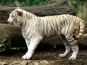 Japan White Tiger HD Wallpaper For Desktop