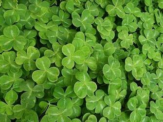 Irish Food Guide Win Some Keogh S Farm Shamrock Flavoured Potato