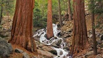 Sequoia National Park HD Wallpaper Background Of Your