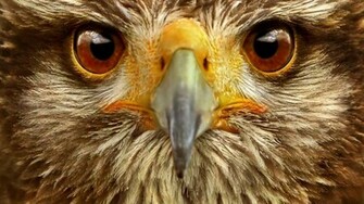 HD Animals Background