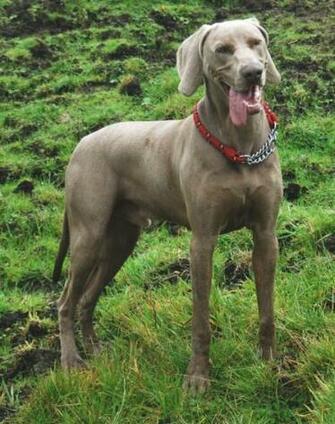 Adopt Weimaraner The Dog Wallpaper Best