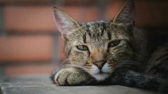 Sleepy Cat Wallpaper