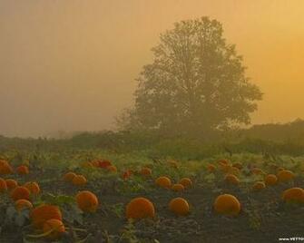 Fall Pumpkin Pictures And Widescreen Desktop Wallpaper