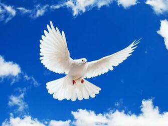 Wallpaper White Dove