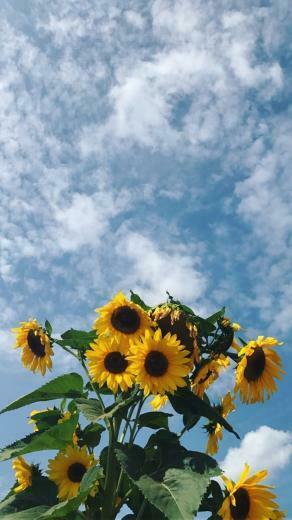 Sunflower Field Dengan Gambar Fotografi Seni Wallpaper iPhone