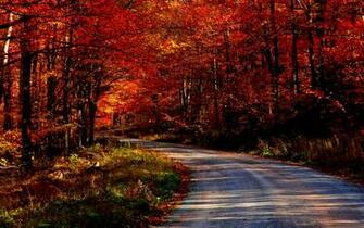 Autumn Forest Road HD Wallpaper Background Image