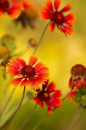Red Spring Flowers iPhone HD Wallpaper