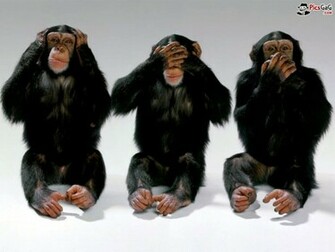 Funny Monkey Wallpaper For Desktop Which Is Very Humorous And This