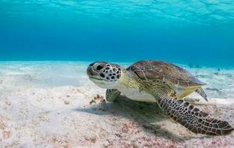 Wallpaper Sea Water Background Turtle Underwater World