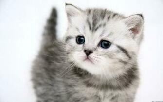 Image Worlds Cutest Cats Wallpaper For Wide Screem Jpg