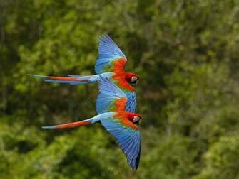 Wallpaper Bird Birds Desktop