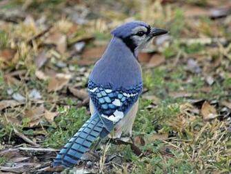 Blue Jay Bird Photos Wallpaper The Fun Bank