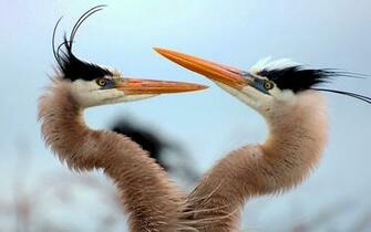 Two Blue Heron Wallpaper Animal Collection