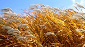 Reeds In The Wind Wallpaper Long Goodbye