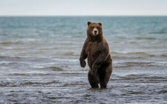 Bear Wallpaper HD Pictures One Background