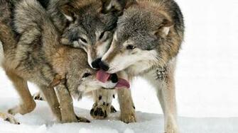 Wolf Wallpaper Wolves HD 1080p Chainimage