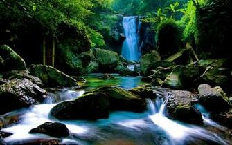 Forest Background Wallpaper