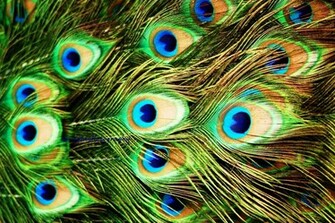 Feathers HD Wallpaper Pictures Image Background Photos