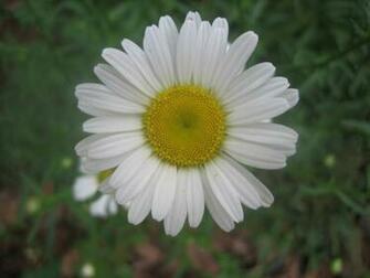 Daisy Wallpaper Desktop Background