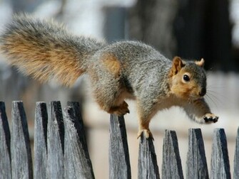 Squirrel Wallpaper Jpg