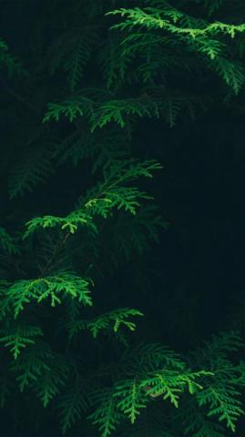 Awesome iPhone Wallpaper Tree Green