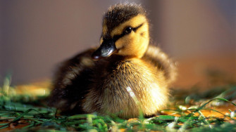 Cute Baby Animal Wallpaper