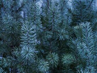 Siberian Winter Desktop Wallpaper Vladstudio