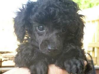 Standard Poodle Wallpaper