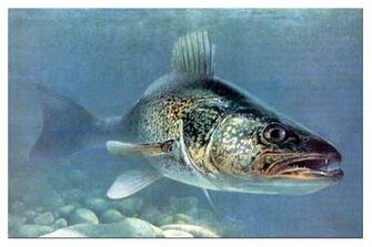 Team Walleye