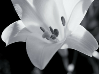 White Wallpaper Black And Floral