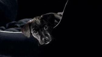 Wallpaper Dogs Animals Black Background