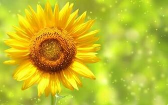 Beautiful Sunflowers Photography HD Wallpaper Nature