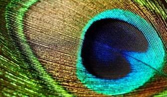 Macro Peacock Feather Wonderful Wallpaper